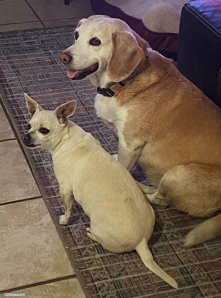 Deux chiens se reposant ensemble à la maison