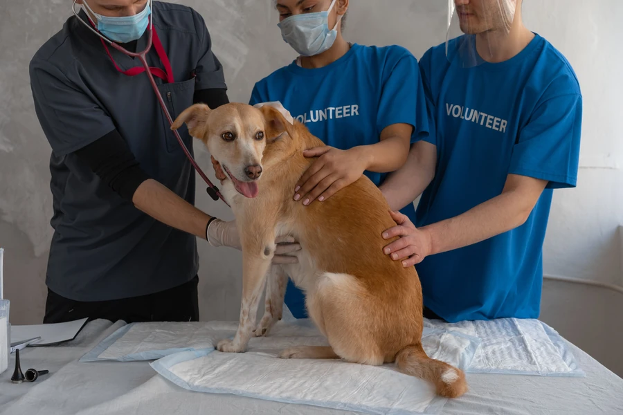 Volunteer spending time with a dog in care
