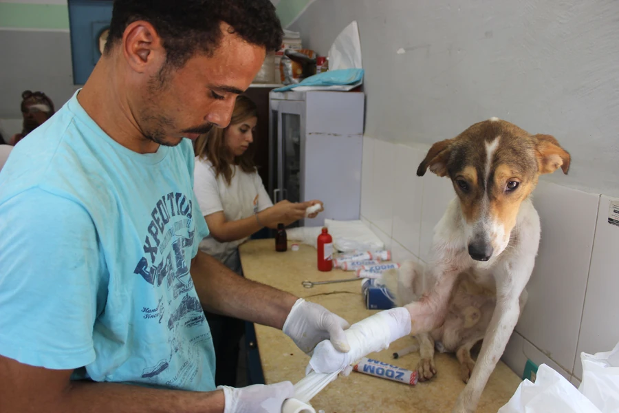 Community member caring for a dog