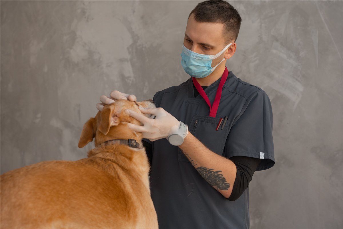 Veterinary professional caring for a dog