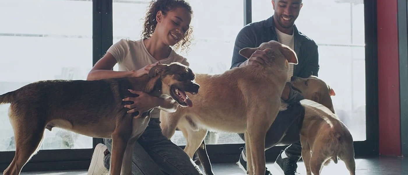 Chien sauvé représentant le travail de Paw Lifeline Morocco