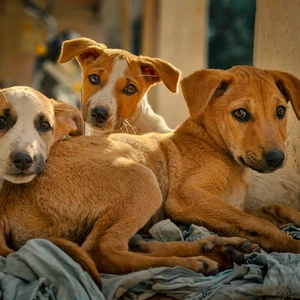 Dog in need of safe, consistent care