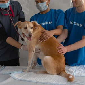 Volunteer supporting a dog in the community