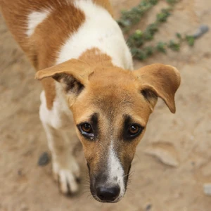 Street dog needing outreach and protection