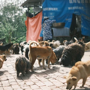 Dog receiving attention and compassionate support