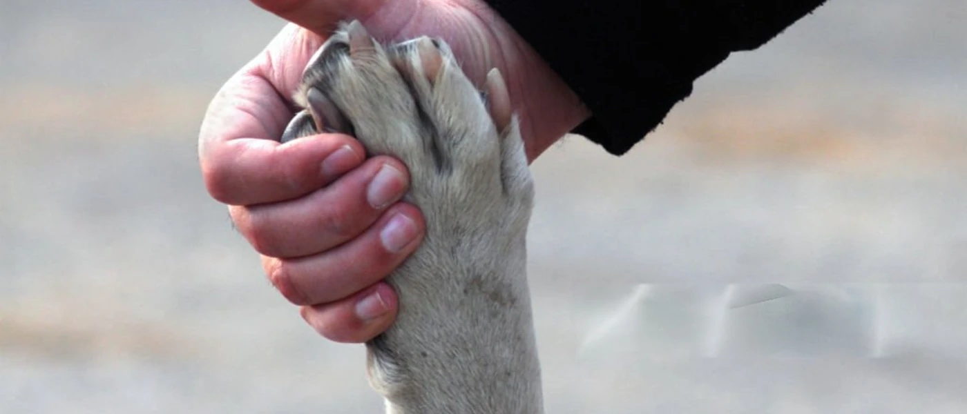 Street dog receiving compassionate care